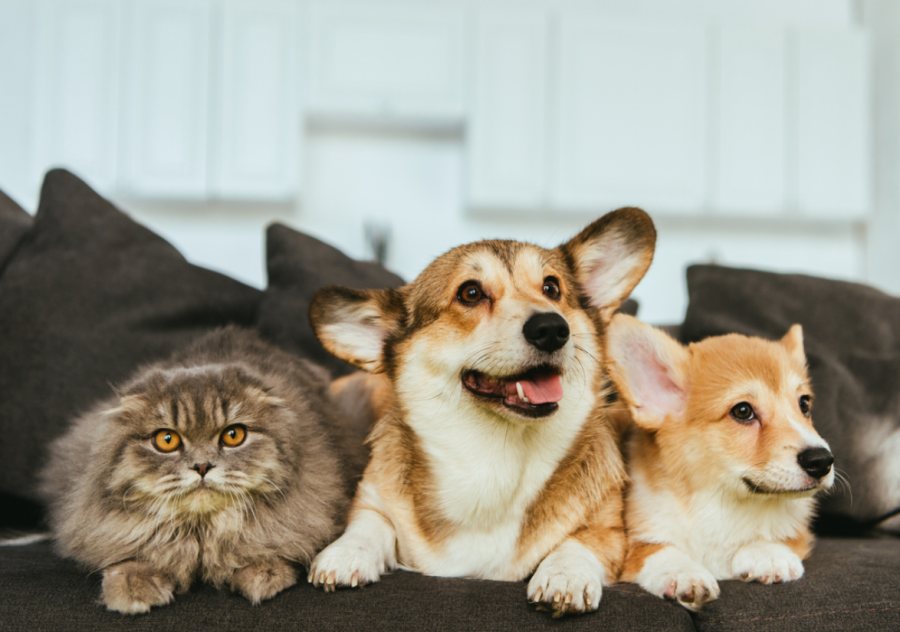 Pets em condomínios: direitos e deveres dos moradores  