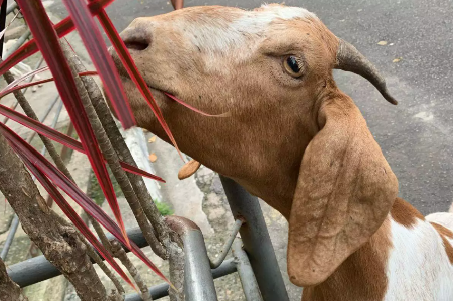 Trio de bodes causa transtornos em condomínio de Santos