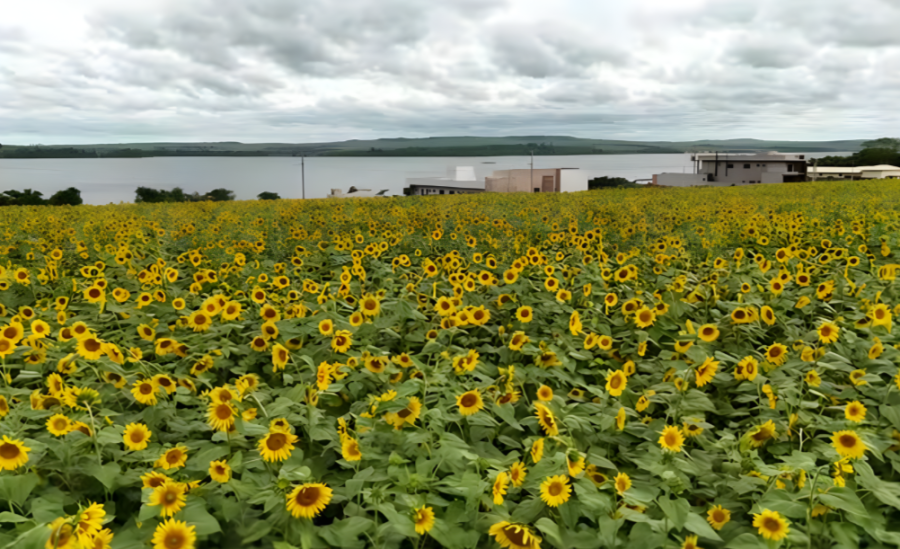 Plantação de girassóis transforma condomínio às margens do Rio Grande em atração natural no interior paulista